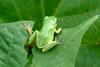 Hyla arborea japonica (Far Eastern Treefrog)