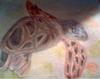 Sea Turtle