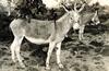 Monkey & Donkey, Galapagos Islands, 1945