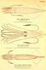 Common Squid, Giant Squid, Short-Finned Squid