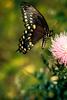 Swallowtail Butterfly (Papilionidae)