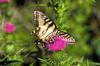 Swallowtail Butterfly (Papilionidae)