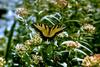 Tiger Swallowtail Butterfly (Papilio sp.)