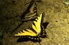 Tiger Swallowtail Butterfly (Papilio sp.)