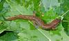 Northern Dusky Salamander (Desmognathus fuscus fuscus)