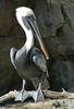 Brown Pelican (Pelecanus occidentalis)