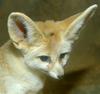 Fennec Fox (Fennecus zerda)