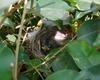 New Holland honeyeaters - New Holland honeyeater (Phylidonyris novaehollandiae)