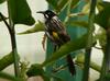 New Holland honeyeaters