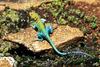 Collared Lizard (Crotaphytus collaris)