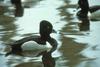 Ring-necked Duck (Aythya collaris)