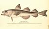 Polar Cod (Boreogadus saida)