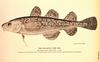 Atlantic Tomcod (Microgadus tomcod)