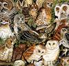 [Animal Awareness 1999 Calendar] June (Owls)