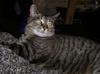 A cat tale 1