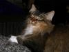 A cat tale 2
