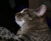 A cat tale 3