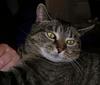 A cat tale 4