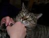 A cat tale 5