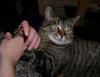 A cat tale 6