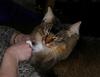 A cat tale 7