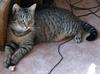 another cat's tale 1
