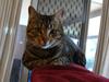another cat's tale 2
