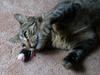 another cat's tale 3