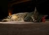 another cat's tale 4