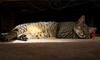 another cat's tale 5