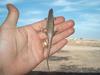 unknown lizard- Iraq