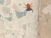 unknown spider- Iraq