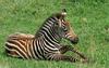 Burchell's Zebra (Equus burchelli)