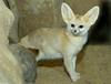 Fennec Fox (Fennecus zerda)