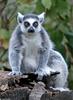 Ring Tailed Lemur (Lemur catta)