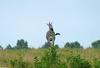 Burchell's Zebra (Equus burchelli)