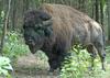 American Bison (Bison bison)