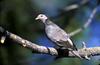 Band-tailed Pigeon (Columba fasciata)