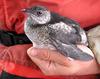 Kittlitz's Murrelet (Brachyramphus brevirostris)