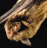 Indiana Bat (Myotis sodalis)