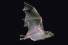 Mexican Long-nosed Bat (Leptonycteris nivalis)