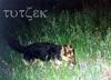 beautiful girl dog CHER 2