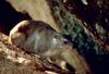 Rock Hyrax (Procavia capensis)