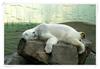흰곰의 낮잠