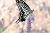 Papilio xuthus (Citrus Swallowtail)