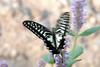 Papilio xuthus (Citrus Swallowtail)