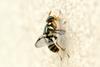Unknown fly species