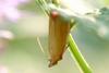 Unknown moth species