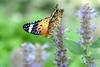 Argyreus hyperbius (Indian Fritillary Butterfly/Female)