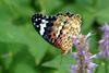 Argyreus hyperbius (Indian Fritillary Butterfly/Female)